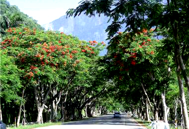 優質的鳳凰林自行車專用道等待車友們來體驗。/ 太魯閣國家公園管理處提供