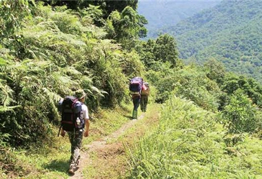 The area between Shanfong and Walami is filled with a great variety of pteridophytes./ by Chuang-jhuang Ciou
