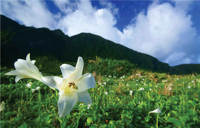 Taiwan Lily (<i>Lilium formosanum</i>) can take root everywhere and thus best represent the spirit ofperseverance that characterizes people in Taiwan./by. Jin-yuan Dai