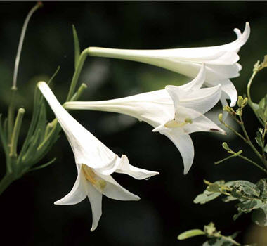 Currently there are 4 species of native lilies in Taiwan. In the pictures are Lilium longiflorum , and Lilium speciosum／by Ellen Chang