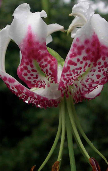 Currently there are 4 species of native lilies in Taiwan. In the pictures are Lilium longiflorum , and Lilium speciosum／by Ming-yong Luo