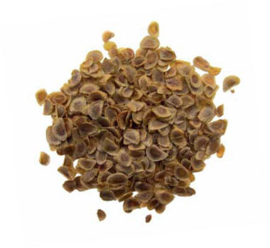 The Seeds of Taiwan Lily.