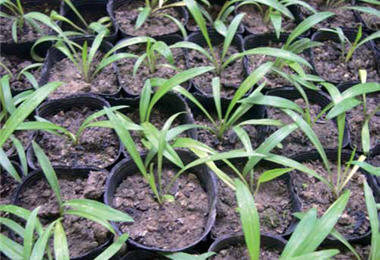 the little seedlings in winter.