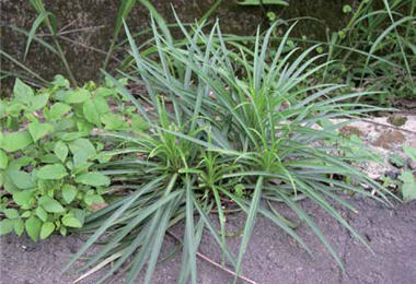 shows the leaves that grow in spring.