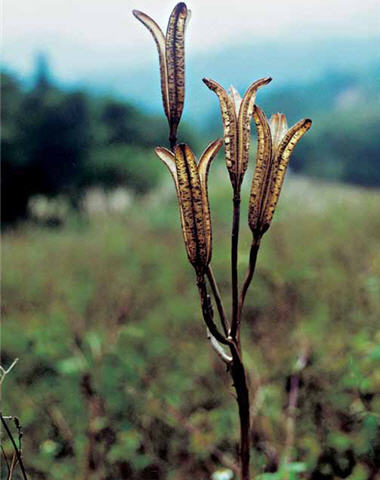 shows the blossoms in summer, when the scape of the Lily grows tall.