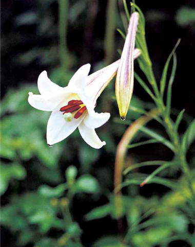 shows the podborne after the bloom. The green pods would turn brown inautumn, indicating the seeds inside are ripe.