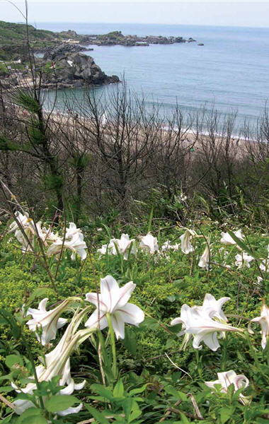 People are advised not to pick flowers growing in the Nature, so that the lilies could prosper freely in the wild.