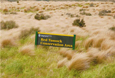 Even native weeds are under the protection of DOC.