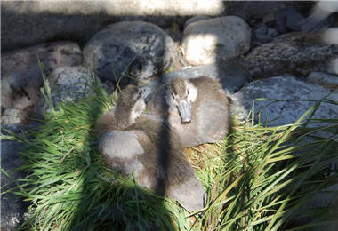 The fledgings of the rapids master : Blue Duck (Hymenolaimus malacorhynchos) .