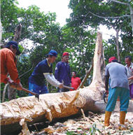 Cinedkeran building is tough, as it's difficult to find trunks strong and long enoughfor the keel of a boat./ Provided by MNP Headquarters