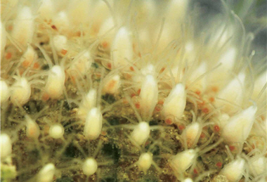 Ninjas dressed with feathers