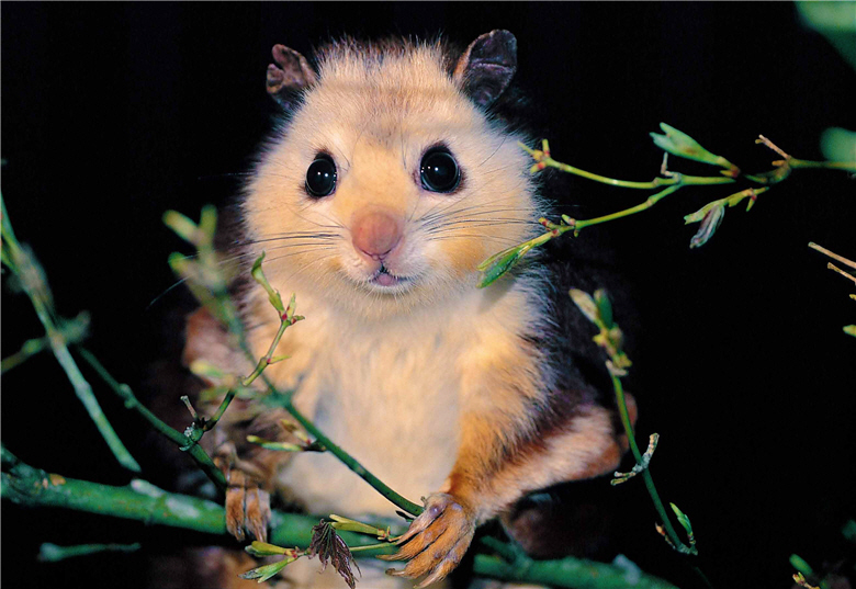 Touched by the rich and diversified ecosystem of Taiwan, Liao has been fully devoted to recording the ecology with images and sounds.In the picture is White-faced flying squirrel (Petaurista alborufus lena)