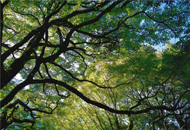 Liao often goes to the mountains alone and engages in peaceful contemplations. As a result, his affections for the Nature can easily be found in  his visual and written works.In the picture is Carpinus cordata in Alishan.