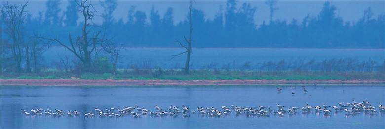 Keeping alert and calm at all times is the key to successful eco-photography.In the picture is Caspian Tern (Sterna caspia) in Kinmen.