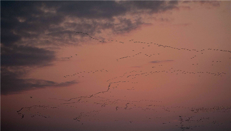 Out of his love for the trueness and greatness of the Nature, Liao never regrets committing to eco-photography.In the picture is Common Cormorant (Phalacrocorax carbo) in Kinmen.