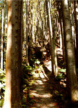 With the disruption of Beikeng Creek Historic Trail, the history of the Trail is buried in a thick layer of fallen leaves for now.