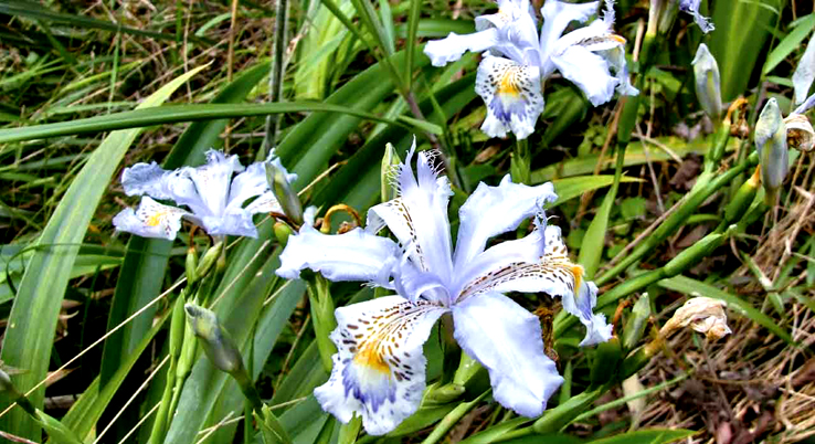 Something about Iris Formosana