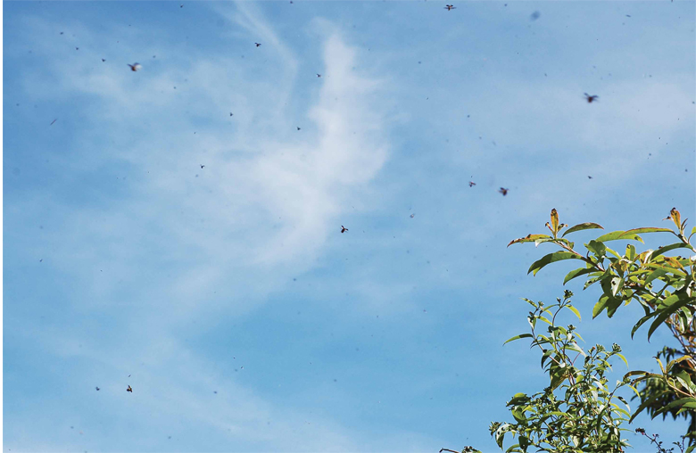 The battle between Formosan Alders and Formosan Alder Leaf Beetles could serve as a lesson for humans to learn to cherish the Nature.