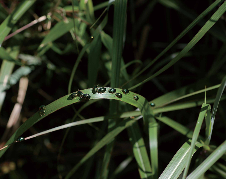The Formosan Alder Leaf Beetles on the Formosan Alder.