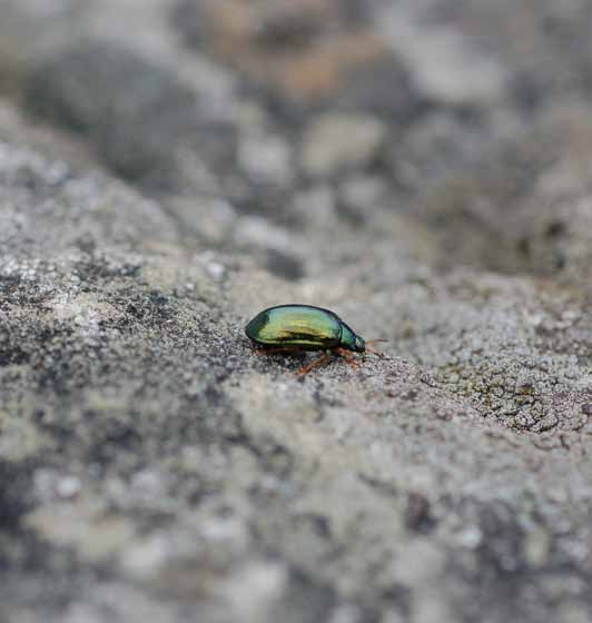The adult Formosan Alder Leaf Beetle is elliptic in shape with a shiny color.