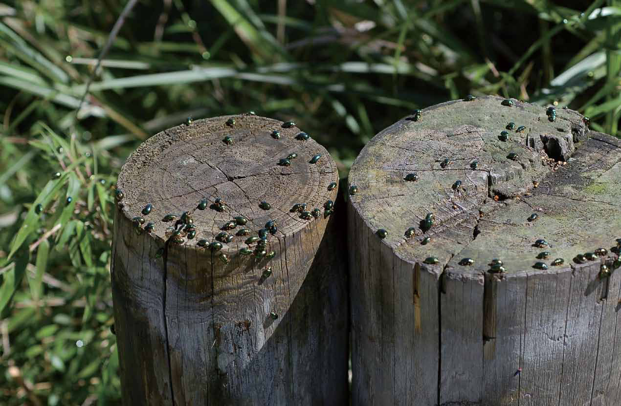 Formosan Alder Leaf Beetles had turned into a threat to the survival of Formosan Alders.