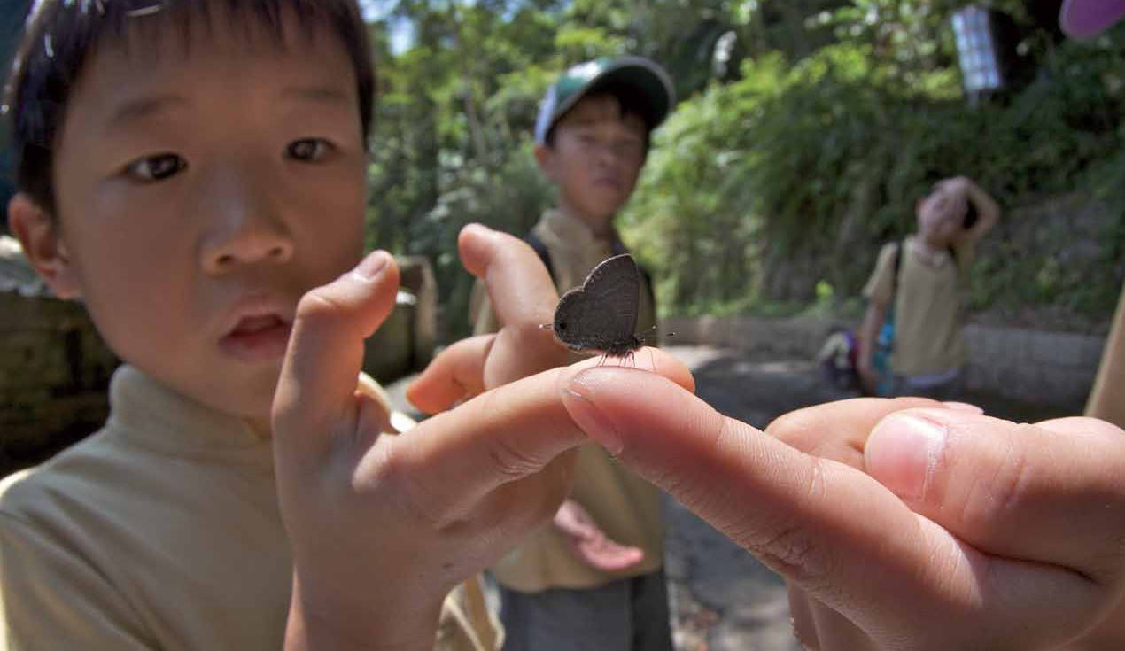 停在手上的小灰蝶