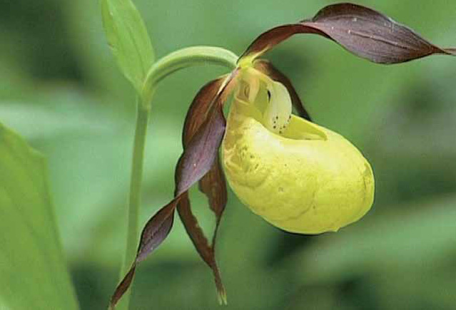 阿達梅洛布倫塔自然公園擁有豐富的動植物景觀/ 阿達梅洛布倫塔自然公園提供