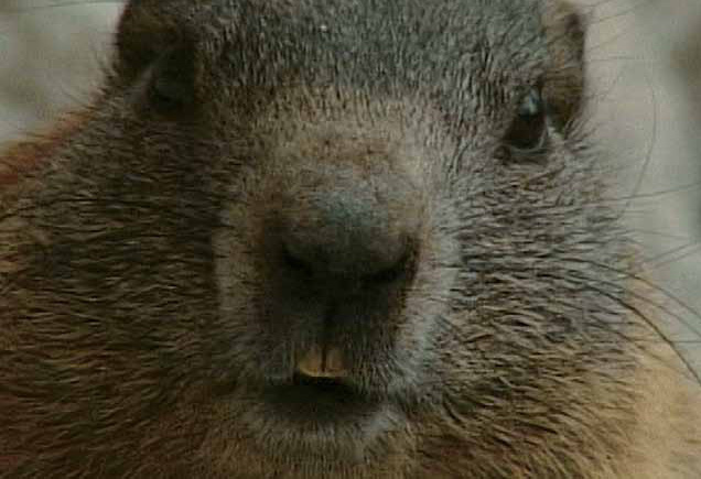 阿達梅洛布倫塔自然公園擁有豐富的動植物景觀/ 阿達梅洛布倫塔自然公園提供