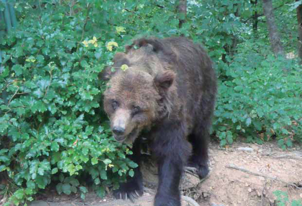 阿達梅洛布倫塔自然公園從1996開始推動「棕熊生命計畫」,施行完整的復育計劃與補償條例/ 吳忠宏教授提供