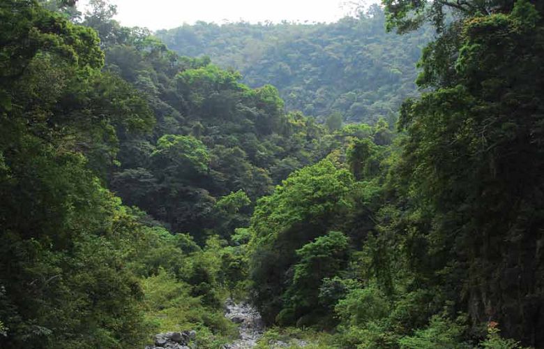 The primitive vegetation in Huide Mine./by Mao-yao Lin