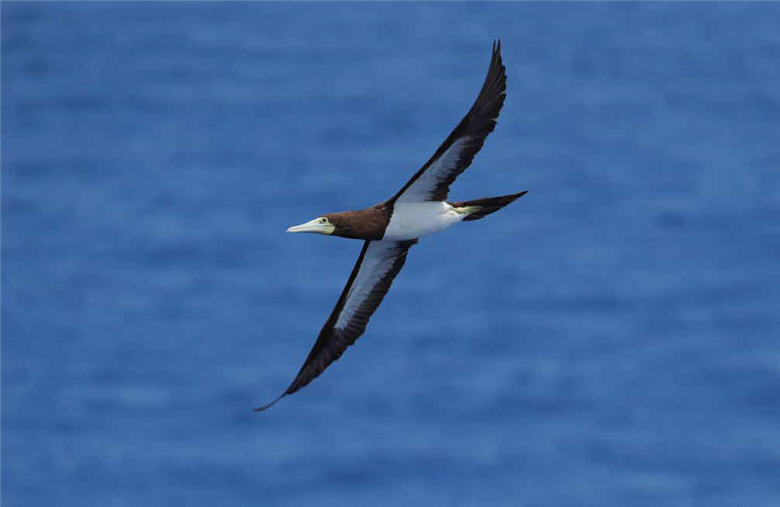 白腹鰹鳥曾為東沙島帶來豐富的磷資源/ 高介志攝