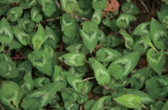 The Chinese name of Goldenrod(Solidago decurrens L.) means “onesingle yellow flower.” Sheu hopes thathis life could be as simple and easyas the flower and many other things inthe Nature.