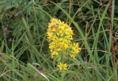 The leaf of Chinese Knotweed(Polygonum chinense L.) is featuredby a V-shaped burn-like patch; that'swhy Sheu nicknamed it “FormosanBlack Bear Weed.”