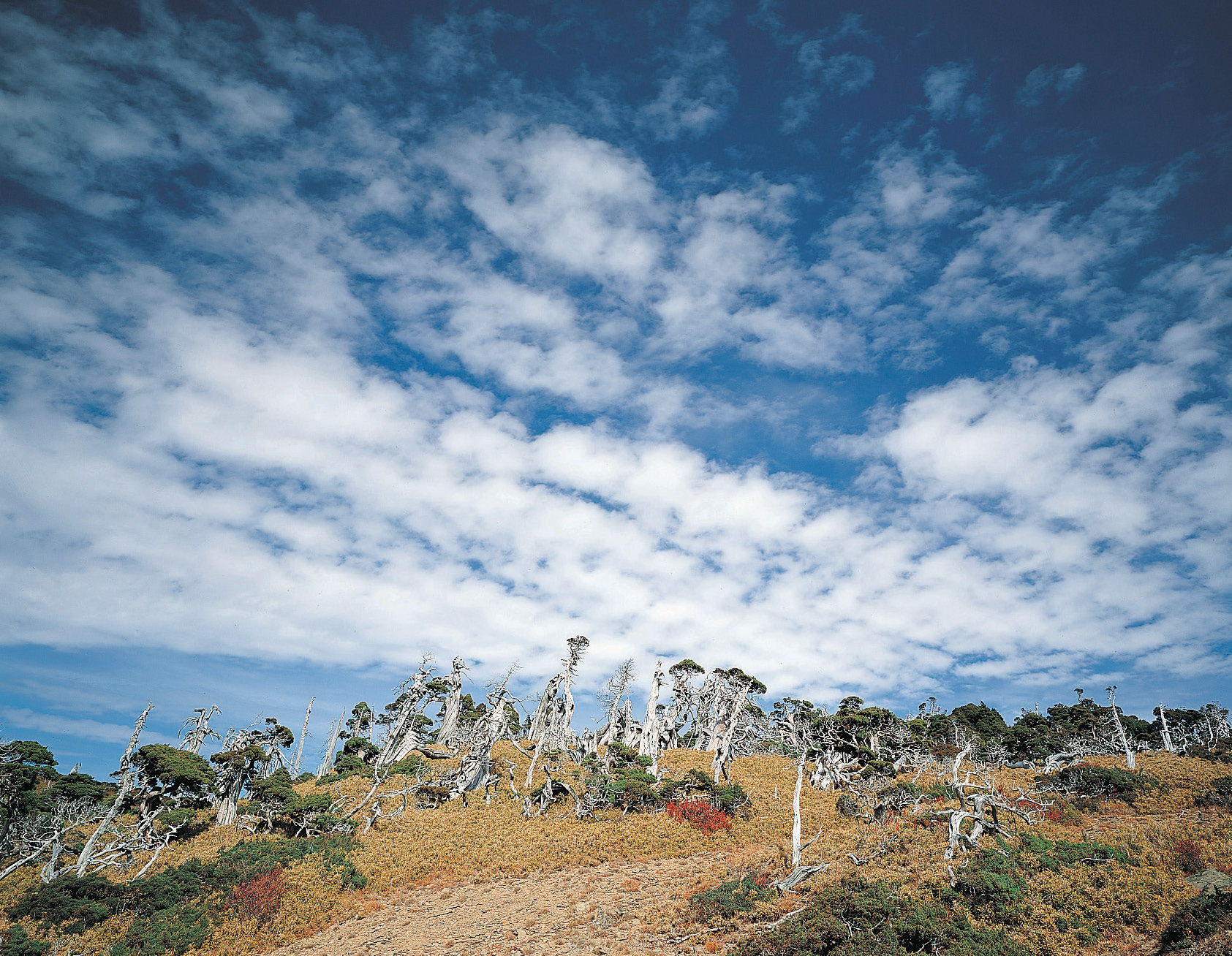 陳炳元為了構圖，扛著大型相機直奔山頂，在眾柏面前表演追雲的工夫，於狂喜中完成了這幅「香柏群落」的作品。