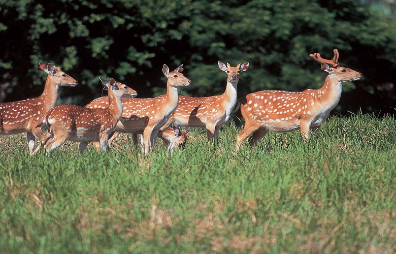 愛護動物用心做