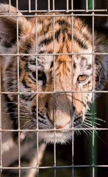 未有動物保護法之前,臺灣民間豢養、販售野生動物等情事,屢見不鮮/ 李茂東提供