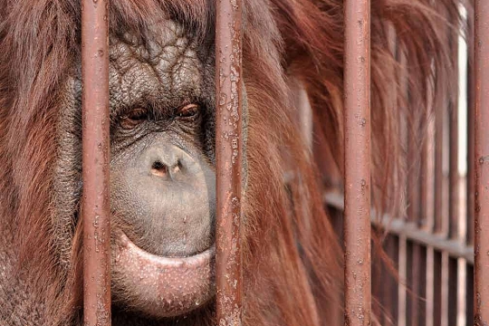 在80年代,臺灣某綜藝節目帶起飼養紅毛猩猩的風潮,導致許多應該在叢林裡的紅毛猩猩,被關在籠中終老一生/ 李茂東提供