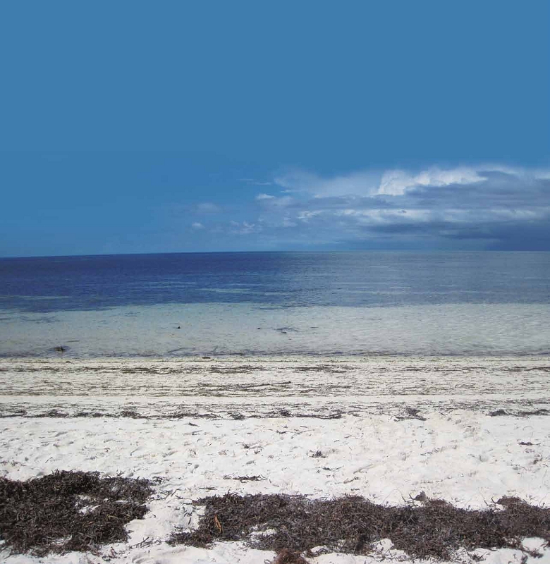 東沙環礁國家公園的海龜棲地/ 海管處提供