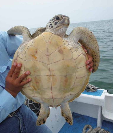 除了保育,海龜救傷的專業訓練至為重要。圖為海龜健康評估實作/ 海管處提供