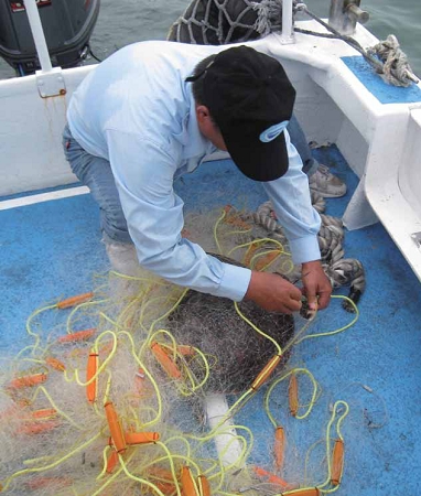 海巡人員正協助海龜脫網/ 海管處提供