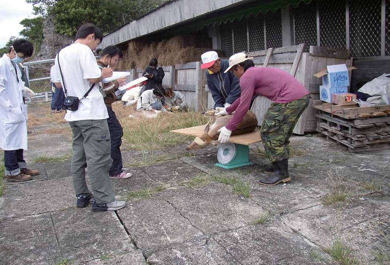 研究人員正為臺灣梅花鹿進行保健診療工作/ 墾管處提供