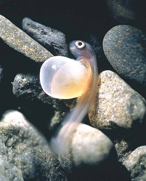 臺灣櫻花鉤吻鮭在臺灣具有國寶魚之稱。左為臺灣櫻花鉤吻鮭仔魚,右為臺灣櫻花鉤吻鮭發眼卵/ 俞錚皞攝