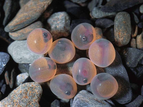 臺灣櫻花鉤吻鮭在臺灣具有國寶魚之稱。左為臺灣櫻花鉤吻鮭仔魚,右為臺灣櫻花鉤吻鮭發眼卵/ 俞錚皞攝