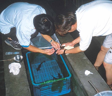 雪管處保育人員實施臺灣櫻花鉤吻鮭種魚催熟工作/《臺灣國家公園史》