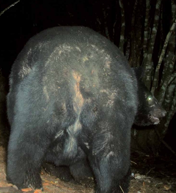 2010年底在玉山國家公園大分地 區以紅外線自動相機所攝得重達160公斤以上的臺灣黑熊/ 玉管處提供