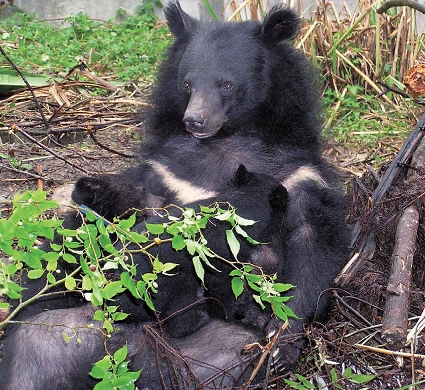 臺灣黑熊是臺灣唯一原產的熊類,在玉管處的保育下,臺灣黑熊脫離了真正的黑暗年代/ 黃美秀提供