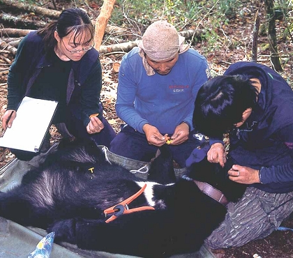 玉管處至新鄉國小對學生宣導臺灣黑熊保育的重要價值/ 玉管處提供
