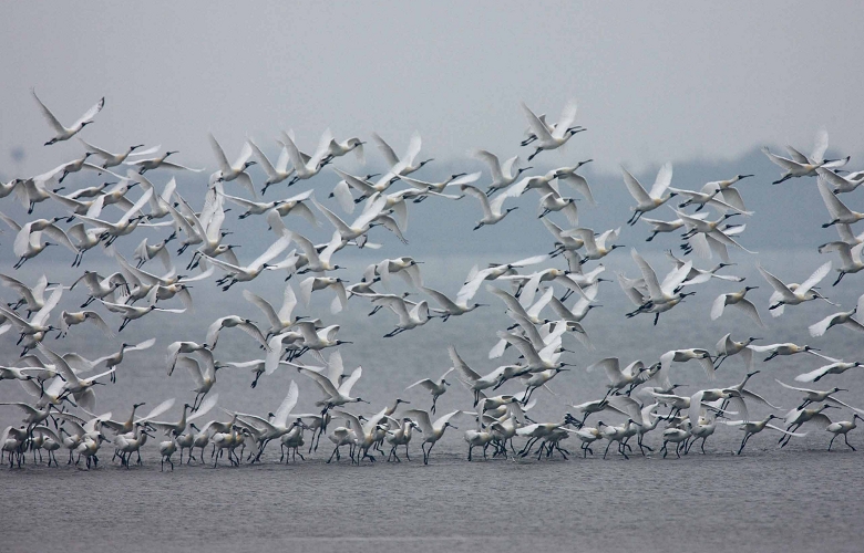 黑面琵鷺度冬族群在臺灣停棲的比例,遠超過世界各地/ 戴進元攝