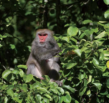 玉山國家公園呼籲人們與野生動物自然親近,積極宣導不要餵食臺灣獼猴/ 張燕伶攝