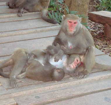 玉山國家公園呼籲人們與野生動物自然親近,積極宣導不要餵食臺灣獼猴/ 張燕伶攝